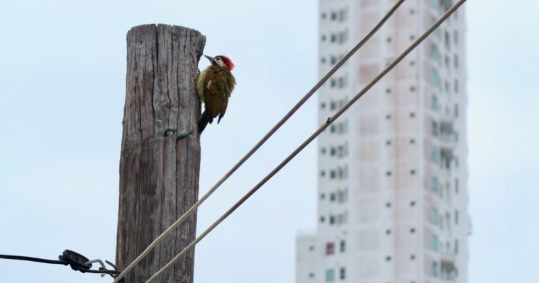 Morning Visitor