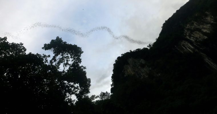 The Bats of Gunung Mulu