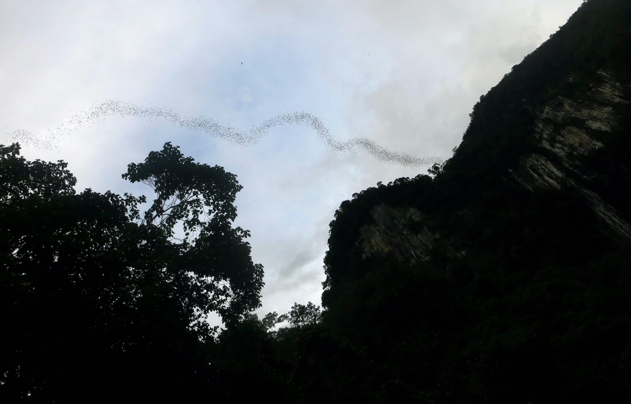 The Bats of Gunung Mulu