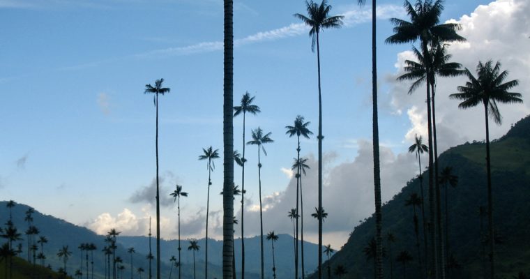 The Tallest Palm Trees in the World