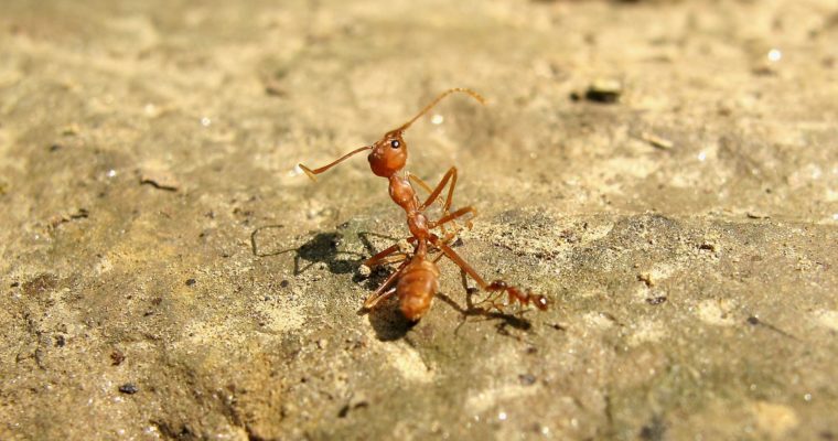 The strong Ant