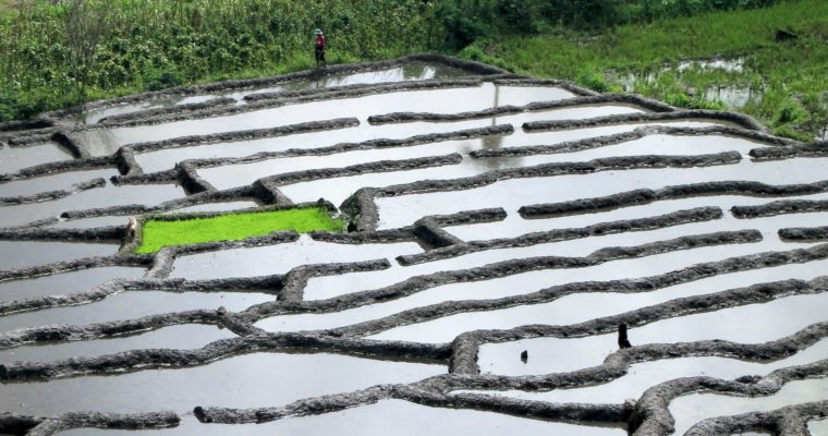 Rice Cultivation on Flores