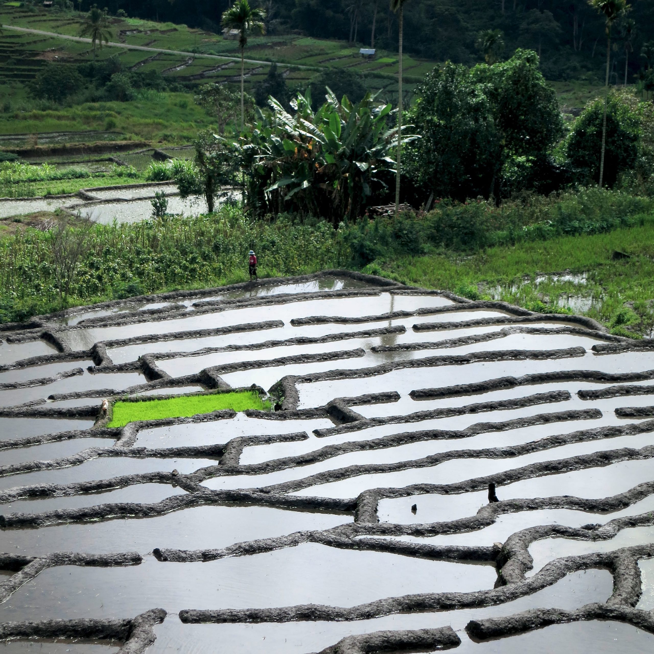 Rice Cultivation on Flores