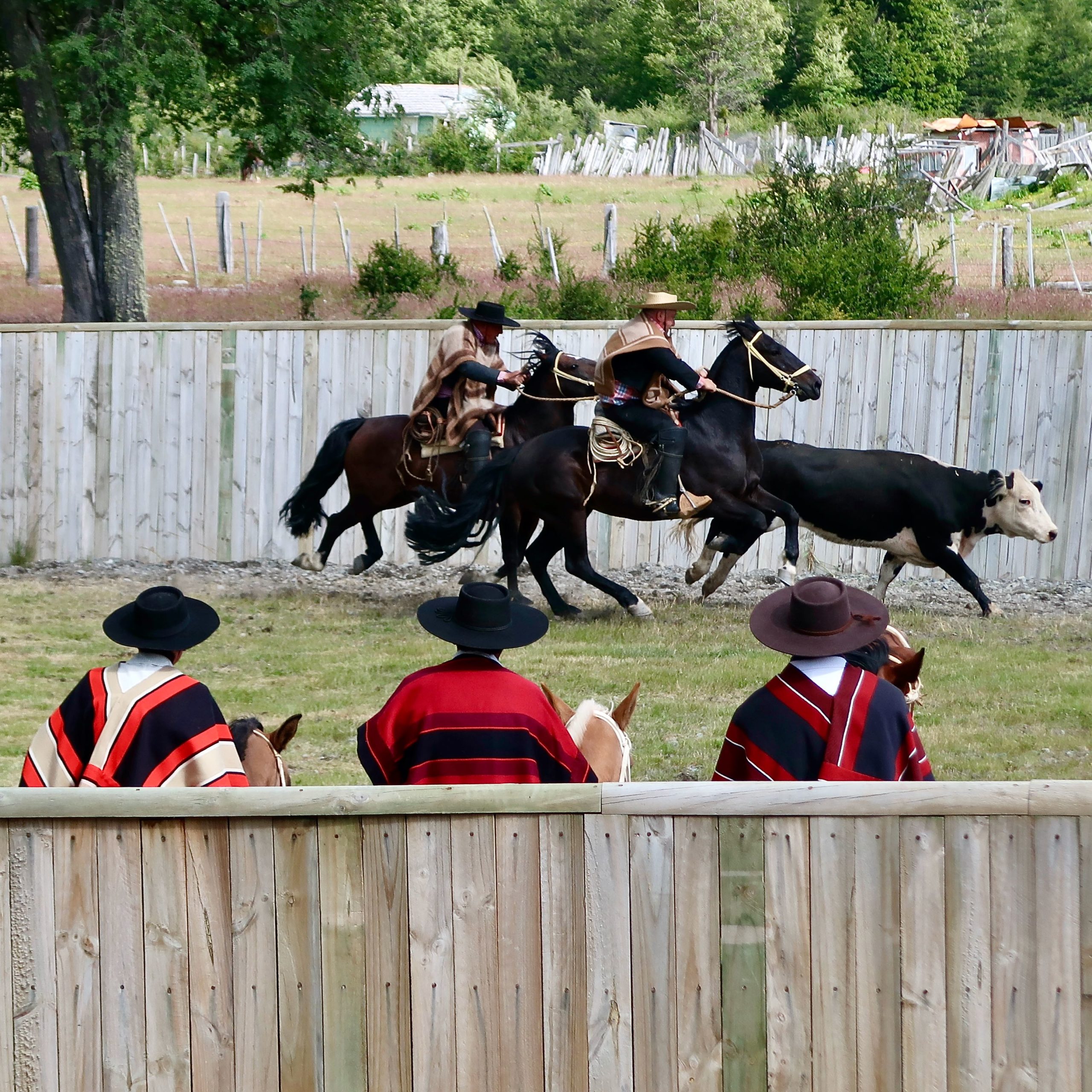 Chilenisches Rodeo